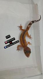 Luipaardgekko jonkies & volwassen, Dieren en Toebehoren, Hagedis, 0 tot 2 jaar