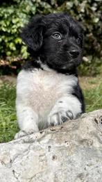 Raszuivere Friese Stabij pups, Reu, 8 tot 15 weken, Meerdere, Middel