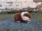 Cavia's,  beertjes rexbeharing roodbont, Cavia, Mannelijk, Mei, Tam