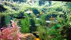 Guppen en black molly's, Dieren en Toebehoren, Vissen | Aquariumvissen, Vis