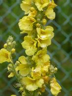 Gele toorts Verbascum of Koningskaars, Zomer, Tweejarig, Ophalen of Verzenden, Overige soorten