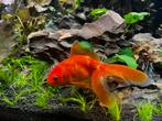 Grote koninklijk oranje sluierstaart goudvis fancy goldfish, Dieren en Toebehoren, Vissen | Aquariumvissen, Vis