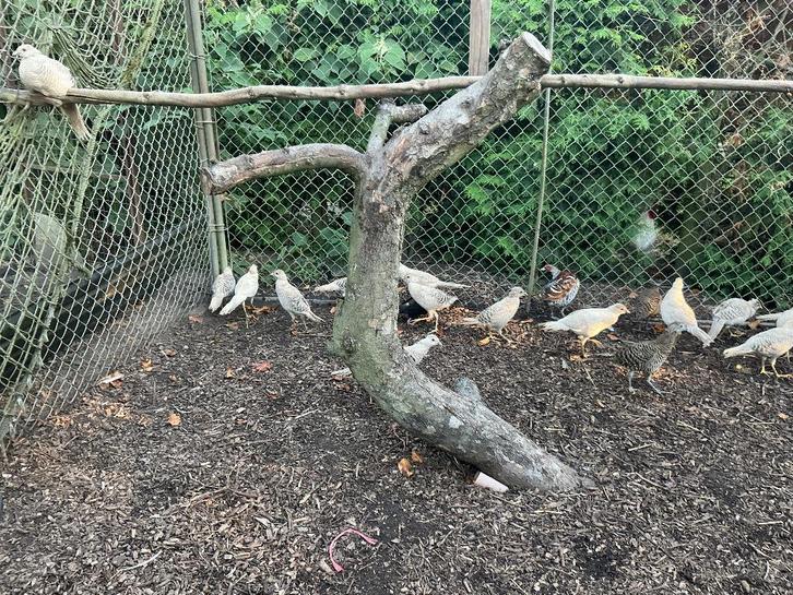 Fazanten, Dieren en Toebehoren, Pluimvee, Mannelijk