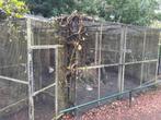 Voliere met of zonder hok, Dieren en Toebehoren, Vogels | Hokken en Kooien, Ophalen of Verzenden, Aluminium, Volière