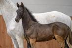 El Barone 111 Z  hengst veulen, Dieren en Toebehoren, Springpaard, Minder dan 160 cm, Gechipt, 0 tot 2 jaar