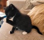 Kruizing Maine Coon  gechipt, Dieren en Toebehoren, Katten en Kittens | Raskatten | Langhaar, Poes, Gechipt