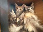 Maine coon xxl, Dieren en Toebehoren, Katten en Kittens | Raskatten | Langhaar, Meerdere dieren, Gechipt, 0 tot 2 jaar