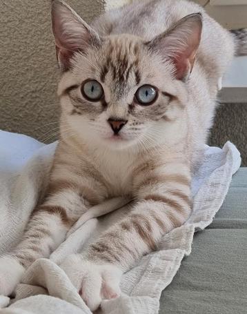 Kittens Britse Korthaar vader  & X Turkse Van moeder beschikbaar voor biedingen