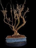 Blauw bloeiende Wisteria pre bonsai, Overige soorten, Lente, Minder dan 100 cm, Ophalen
