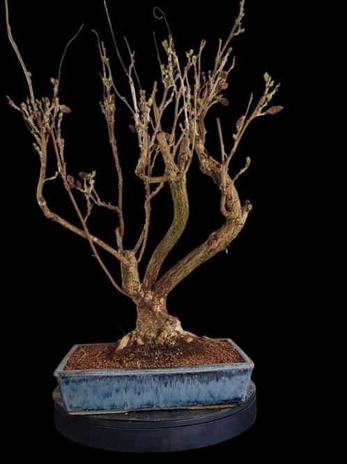 Blauw bloeiende Wisteria pre bonsai, Tuin en Terras, Planten | Bomen, Overige soorten, Minder dan 100 cm, Volle zon, Lente, Ophalen