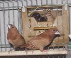 Koppel prachtige Japanse Meeuwen., Meerdere dieren, Tropenvogel, Geringd