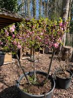 Roze japanse sierkers, Tuin en Terras, Halfschaduw, Overige soorten, Lente, 100 tot 250 cm