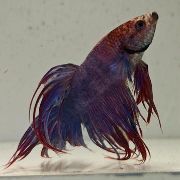 Betta splendens man 56 beschikbaar voor biedingen