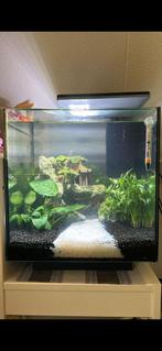 Superfish aquarium qubiq 60 pro, Dieren en Toebehoren, Ophalen, Zo goed als nieuw, Gevuld zoetwateraquarium