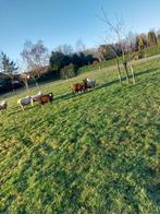 Te koop: 7 mooie dragende ooien van afgelopen jaar, Vrouwelijk, Schaap, 0 tot 2 jaar