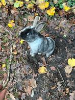 2 konijnen met allebij een hok te koop, Dieren en Toebehoren, Vrouwelijk