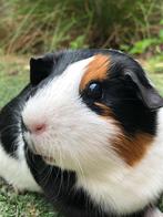 Mooie cavia (zeugje) met kooi en toebehoren, Dieren en Toebehoren, Knaagdieren, Cavia, Vrouwelijk, Tam, Oktober