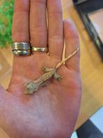 Jonge wimpergekko’s - geslacht onbekend, Dieren en Toebehoren, Hagedis, 0 tot 2 jaar