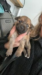 2 puppy te koop, Particulier, Meerdere, Teef, 8 tot 15 weken