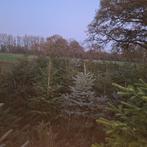 Kerstbomen te Koop, Tuin en Terras, Planten | Bomen, Bloeit niet, Overige soorten, 100 tot 250 cm, Ophalen