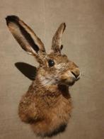 Opgezette hazenkop. Taxidermie, opgezet, jacht, Veluwe, haas, Ophalen of Verzenden, Nieuw, Wild dier, Opgezet dier