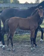 Te koop: mooi merrieveulen van red viper x dimagiio black., Merrie, Niet van toepassing, Dressuurpaard, 0 tot 2 jaar