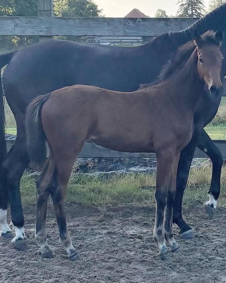 Te koop: mooi merrieveulen van red viper x dimagiio black., Dieren en Toebehoren, Paarden, Merrie, Niet van toepassing, 0 tot 2 jaar