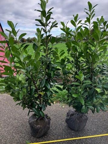 Haag Laurier, Prunus Novita met grote kluit, in 2 maten beschikbaar voor biedingen