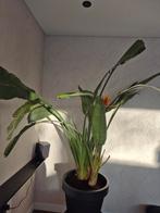 Grote Paradijsvogelplant met bloemen incl pot, Ophalen of Verzenden, Halfschaduw, 150 tot 200 cm