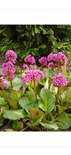 Te koop vaste plant Bergenia cordifolia Schoenlappersplant, Tuin en Terras, Ophalen of Verzenden, Overige soorten, Halfschaduw