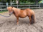 Shetland Pony Merrie met NSPS Stamboek, Dieren en Toebehoren, Pony's, Merrie, Niet van toepassing, A pony (tot 1.17m), 11 jaar of ouder