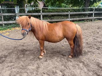 Shetland Pony Merrie met NSPS Stamboek beschikbaar voor biedingen