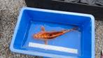 Grote koi karper, Dieren en Toebehoren, Vissen | Vijvervissen, Karper of Koi