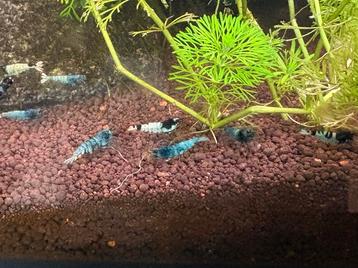 Blauwe caridina mix beschikbaar voor biedingen
