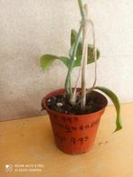 hoya Quinquenervia pm 8 nummer H995, Ophalen of Verzenden, Overige soorten, Minder dan 100 cm