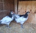 Kuikens, Dieren en Toebehoren, Pluimvee, Meerdere dieren, Kip
