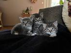 Super leuke poesjes, Dieren en Toebehoren, Katten en Kittens | Overige Katten, Poes