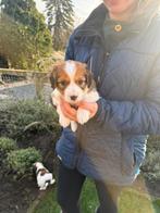 Kooiker, Dieren en Toebehoren, Honden | Retrievers, Spaniëls en Waterhonden, Nederland, Overige rassen, 8 tot 15 weken, CDV (hondenziekte)