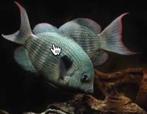 cichliden te koop, Dieren en Toebehoren, Vis, Zoetwatervis