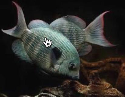 cichliden te koop, Dieren en Toebehoren, Vissen | Aquariumvissen, Zoetwatervis, Vis