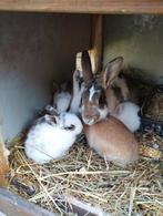 Een nestje van 5 konijntjes, Geslacht onbekend