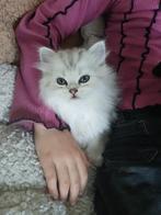 Kruising perzische langhaar kittens, Kater, Gechipt, 0 tot 2 jaar