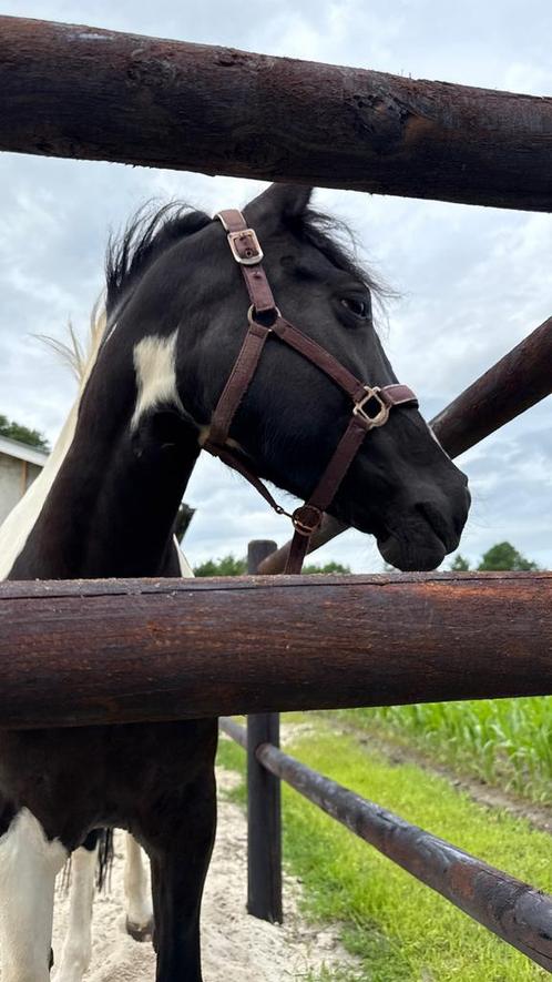 Rusthuis, Dieren en Toebehoren, Stalling en Weidegang, Weidegang