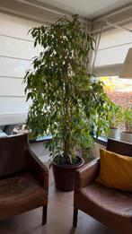 Grote Ficus in bordeaux rode pot, Huis en Inrichting, Kamerplanten, Ophalen, Ficus, In pot, 200 cm of meer