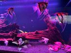 3x volw. Pterophyllum scalare manacapuru red back / Maanvis, Vis