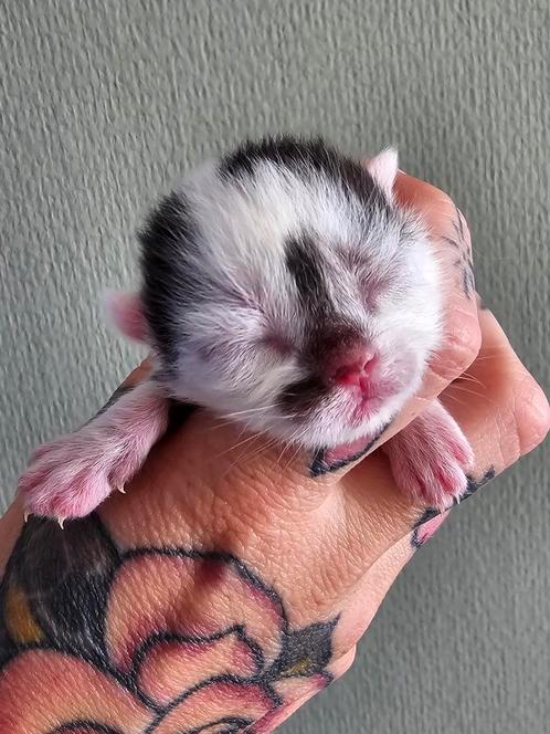 Kruising britse korthaar kittens, Dieren en Toebehoren, Katten en Kittens | Raskatten | Korthaar, Meerdere dieren, 0 tot 2 jaar