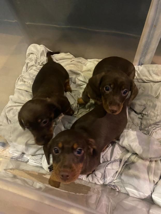 Teckel puppies, Dieren en Toebehoren, Honden | Teckels en Dashonden, Teef, Korthaar, Standaard, Particulier, Meerdere, Nederland