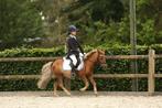 Verzorg pony, Diensten en Vakmensen, Dieren | Paarden | Verzorging, Oppas en Les