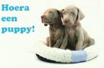 kaart Weimaraner / Weimarse Staande hond puppy, Ophalen of Verzenden, 1980 tot heden, Ongelopen, Hond of Kat