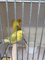 Geel groene pallid pop tekoop tt waardig, Dieren en Toebehoren, Vogels | Parkieten en Papegaaien, Vrouwelijk, Parkiet